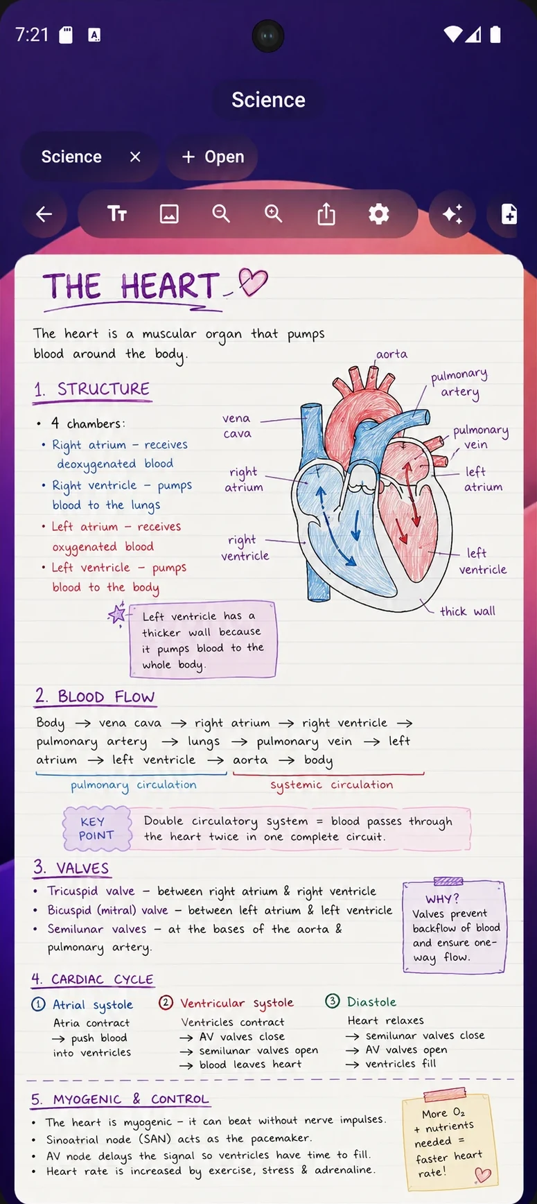 Revisionary notebook screen: illustrated revision notes on the heart